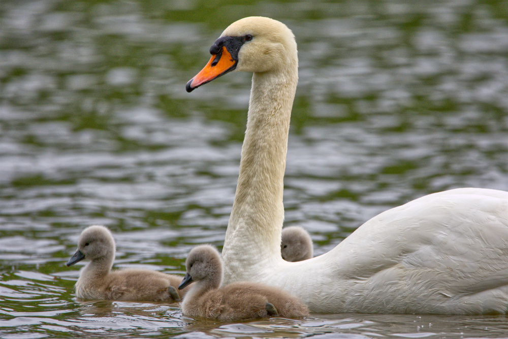 Höckerschwan Küken