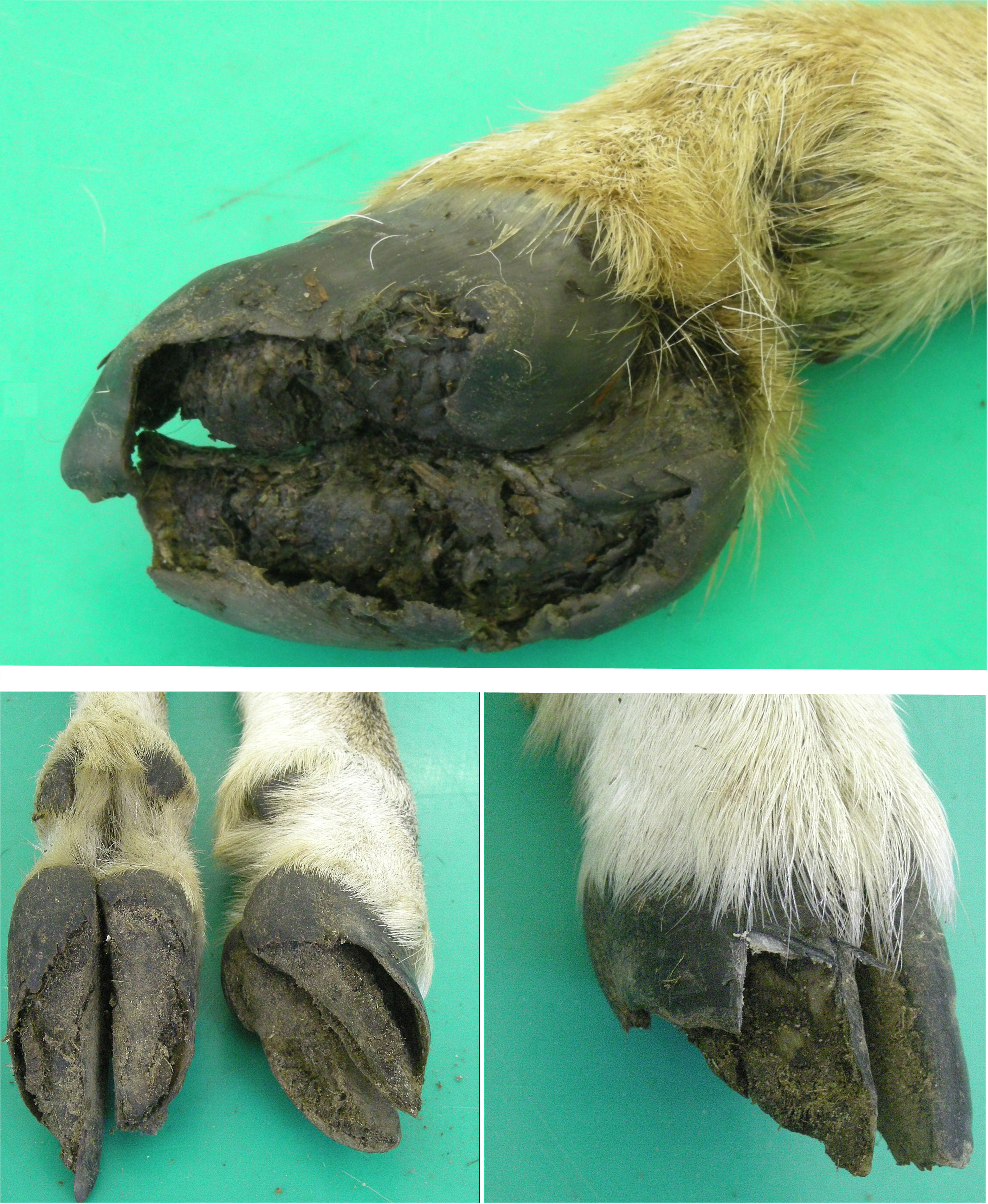 Moderhinke beim Muffel